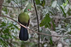 Green turaco (Tauraco persa) perched on branch, Brufut Forest, The Gambia