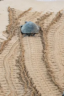 Chelonia Prints: Green turtle (Chelonia mydas) basking on shore, Maui, Hawaii. Endangered