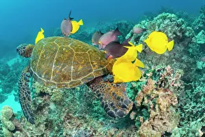 Chelonia Prints: Green turtle (Chelonia mydas) being cleaned of ectoparasites by Yellow tang (Zebrasoma flavescens)