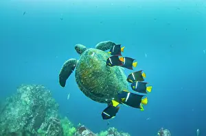 Chelonia Prints: Green turtle (Chelonia mydas) at cleaning station with King angelfish (Holacanthus passer)