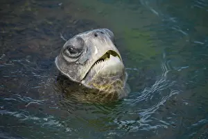 Chelonia Prints: Green turtle (Chelonia mydas) coming up to surface to breathe
