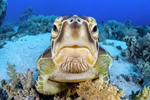 Chelonia Prints: Green turtle (Chelonia mydas) on a coral reef