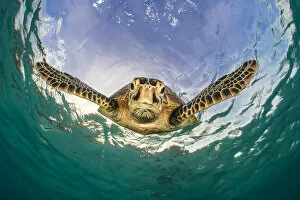 Green turtle (Chelonia mydas) descending after breathing at the surface