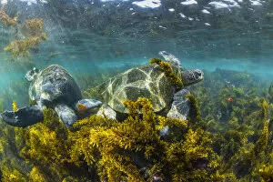Algae Gallery: Green turtle (Chelonia mydas) feeding in algae-rich shallows, Isabela Island, Galapagos