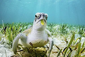 Reptile Prints: Green turtle (Chelonia mydas) feeding on on Turtlegrass (Thalassia testudinum