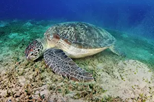 Alismatales Prints: Green turtle (Chelonia mydas) feeding on a Seagrass (Halophila stipulacea) bed