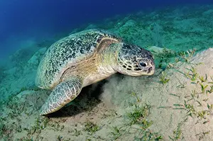 Alismatales Prints: Green turtle (Chelonia mydas) feeding on a Seagrass (Halophila stipulacea) bed