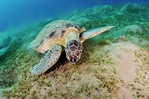 Alismatales Prints: Green turtle (Chelonia mydas) feeding on a Seagrass (Halophila stipulacea) bed
