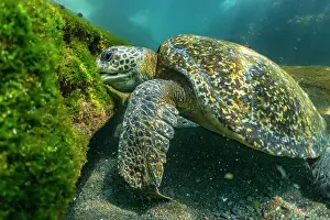 Chelonia Prints: Green turtle (Chelonia mydas) feeding on shallow water seaweed