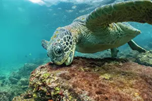 Chelonia Prints: Green turtle (Chelonia mydas) feeding on shallow water seaweed