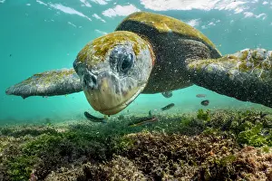 Chelonia Prints: Green turtle (Chelonia mydas) feeding on shallow water seaweed