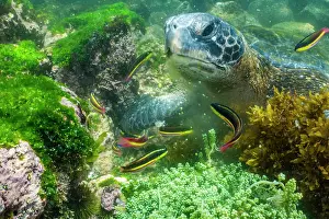 Fernandina Island Prints: Green turtle (Chelonia mydas) feeding on shallow water seaweed with Rainbow wrasses (Coris sp)