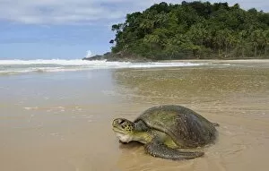 Green Turtle (Chelonia mydas) female on beach, Concha Beach, municipality of Itacare