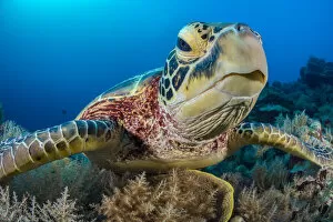 2018 March Highlights Gallery: Green turtle (Chelonia mydas) female on a coral reef. Rock Islands, Palau, Micronesia