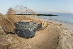 2019 March Highlights Collection: Green turtle (Chelonia mydas) female digging nest, North coast, Santa Cruz Island