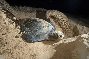 Images Dated 30th January 2019: Green turtle (Chelonia mydas) female digging nest, North coast, Santa Cruz Island