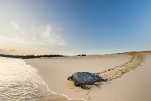 Green turtle (Chelonia mydas), female returning to the sea after egg laying, Puerto Pajas