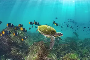 Chelonia Prints: Green turtle (Chelonia mydas) frequenting cleaning station with King angelfish (Holacanthus passer) following behind