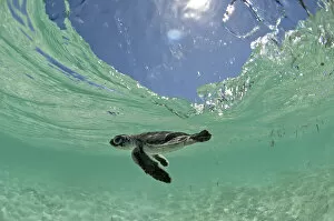 Green Turtle (Chelonia mydas) hatchling swims towards the deep part of the sea to escape