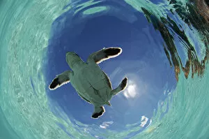 Images Dated 15th January 2016: Green Turtle (Chelonia mydas) hatchling swims towards the deep part of the sea to escape