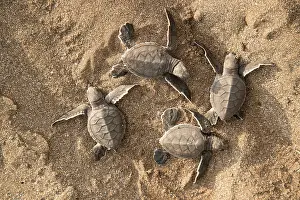 Chelonia Prints: Green turtle (Chelonia mydas) hatchlings emerging from nest in the sand