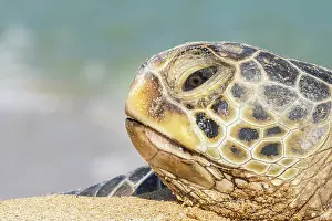 Hawaii Islands Prints: Green turtle (Chelonia mydas) head portrait, Maui, Hawaii. Endangered