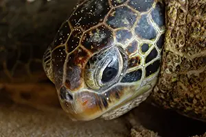Hawaii Islands Prints: Green turtle (Chelonia mydas) head portrait, Maui, Hawaii. Endangered