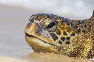 Chelonia Prints: Green turtle (Chelonia mydas) head portrait, Maui, Hawaii. Endangered