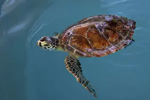 Chelonia Prints: Green turtle (Chelonia mydas) juvenile