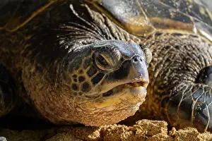 Hawaii Islands Prints: Green turtle (Chelonia mydas) portrait, Maui, Hawaii. Endangered