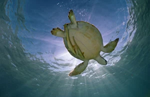 Sea Turtles Gallery: Green turtle (Chelonia mydas) with rays of sunlight, Akumal, Caribbean Sea, Mexico, January