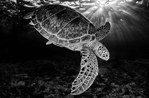 Green turtle (Chelonia mydas) with rays of sunlight, black and white image, Akumal