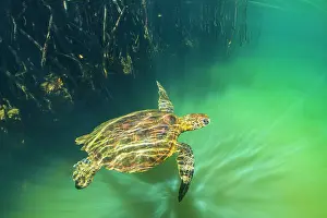 Fernandina Island Prints: Green turtle (Chelonia mydas) resting in mangrove inlet