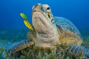 Three Prints: Green turtle (Chelonia mydas) resting on sea floor and two juvenile Golden trevally