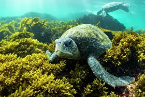 Green turtle (Chelonia mydas) resting on seabed, Punta Moreno, Isabela Island, Galapagos Islands, Pacific Ocean. Endangered