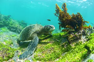 Fernandina Island Prints: Green turtle (Chelonia mydas) resting on seabed