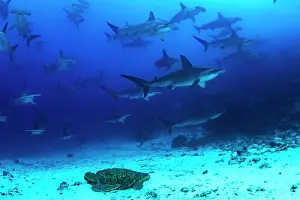 Chelonia Prints: Green turtle (Chelonia mydas) resting on seafloor with passing school of Hammerhead sharks (Sphyrna lewini)