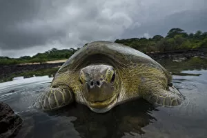 Green turtle (Chelonia mydas) resting in the shallows of the coast, Bijagos Islands, Guinea Bissau