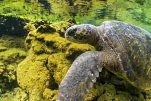 Isabela Island Prints: Green turtle (Chelonia mydas) resting in the shallows