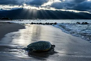 Hawaii Islands Prints: Green turtle (Chelonia mydas) resting on shore at dusk, Maui, Hawaii. Endangered