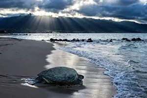 Hawaii Islands Prints: Green turtle (Chelonia mydas) resting on shore at dusk, Maui, Hawaii. Endangered