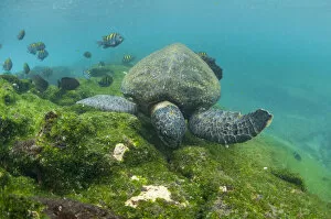 Images Dated 21st April 2015: Green turtle (Chelonia mydas) swimming, Punta Espinosa, Fernandina Island, Galapagos, Ecuador, May