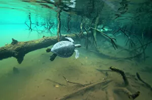 Swimming Gallery: Green turtle (Chelonia mydas) swimming near mangroves, Elizabeth Bay, Isabela Island