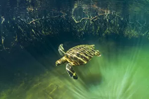 Tui De Roy - A Lifetime in Galapagos Gallery: Green turtle (Chelonia mydas) swimming near coast with mangrove roots