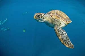 Green turtle (Chelonia mydas] swimming in open ocean, Andaman Sea, Thailand. April