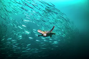Santiago Island Prints: Green turtle (Chelonia mydas) swimming with school of Barracuda (Sphyraena sp)