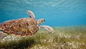 Green turtle (Chelonia mydas) swimming over sea grass, Grenadines, Caribbean, February