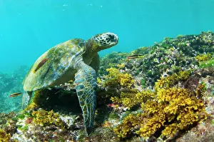 Chelonia Prints: Green turtle (Chelonia mydas) swimming over seabed