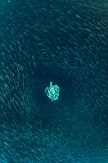 Images Dated 12th June 2020: Green turtle (Chelonia mydas) swimming with shoal of striped salemas, Kicker Rock