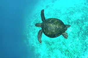 Chelonia Prints: Green turtle (Chelonia mydas) swimming underwter